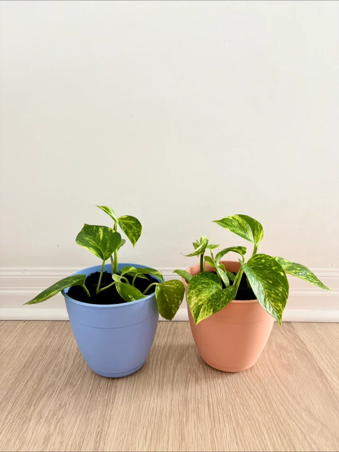 Potted Golden Pothos Plants thumbnail