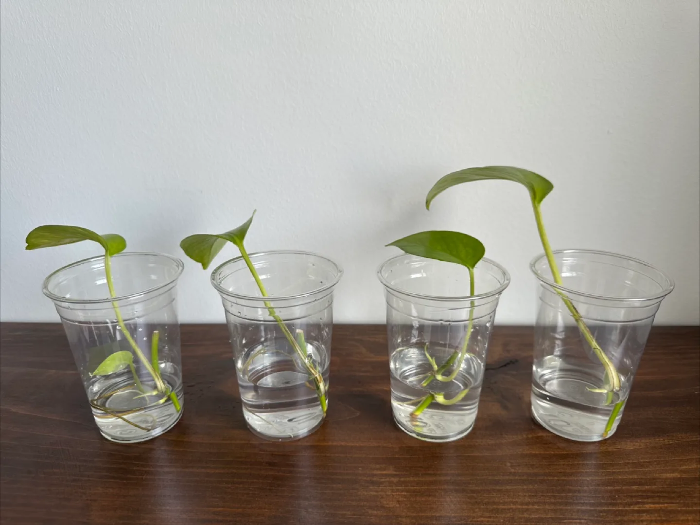 Rooted Pothos Plant Cuttings thumbnail