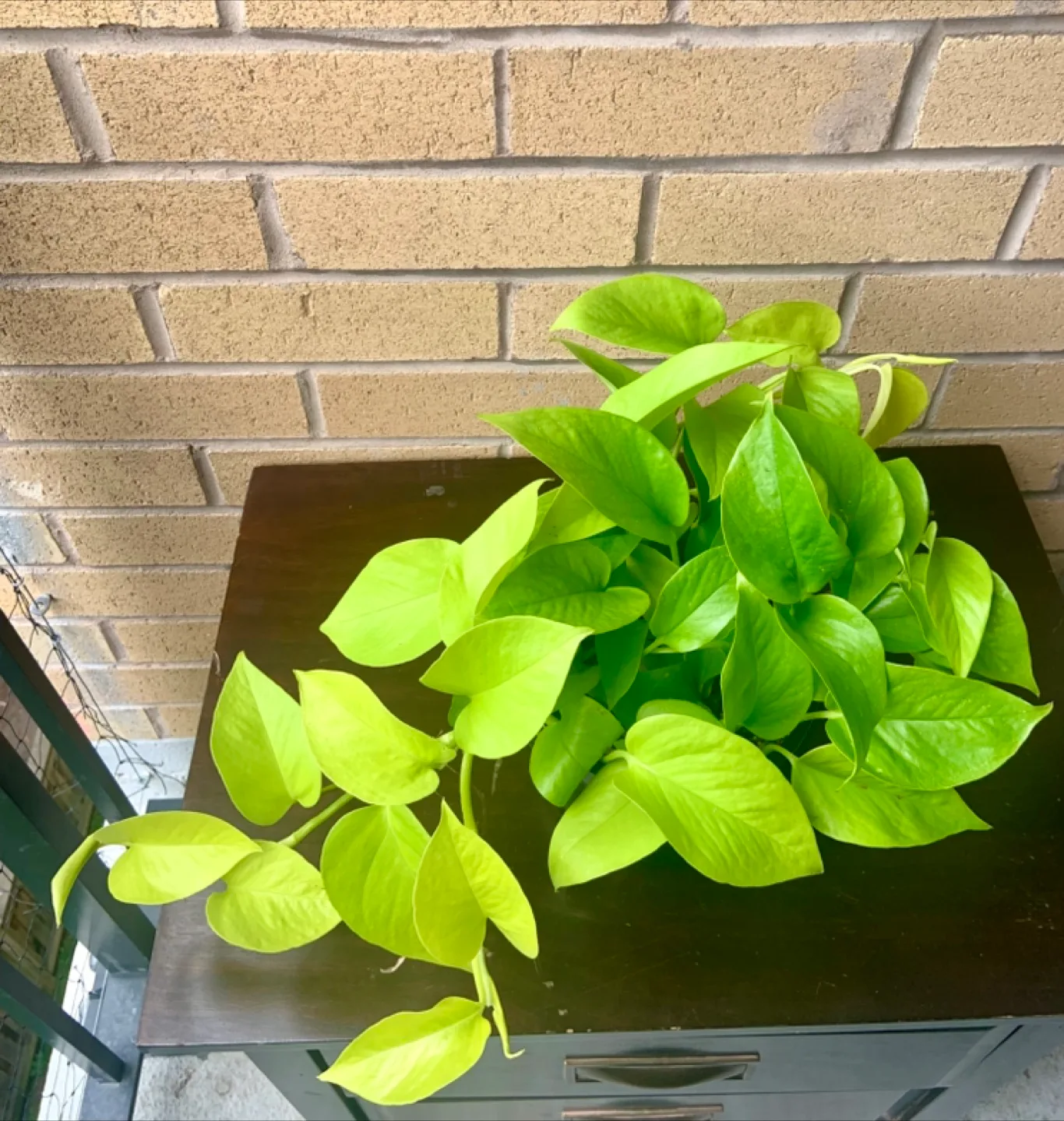 Neon Pothos Plant in ceramic 6” pot thumbnail