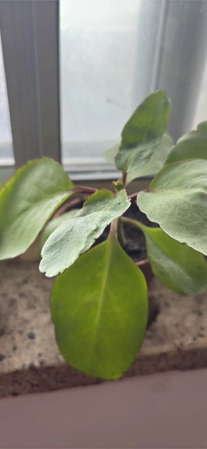 (Leaf of Life) Kalanchoe Pinnata Plant thumbnail