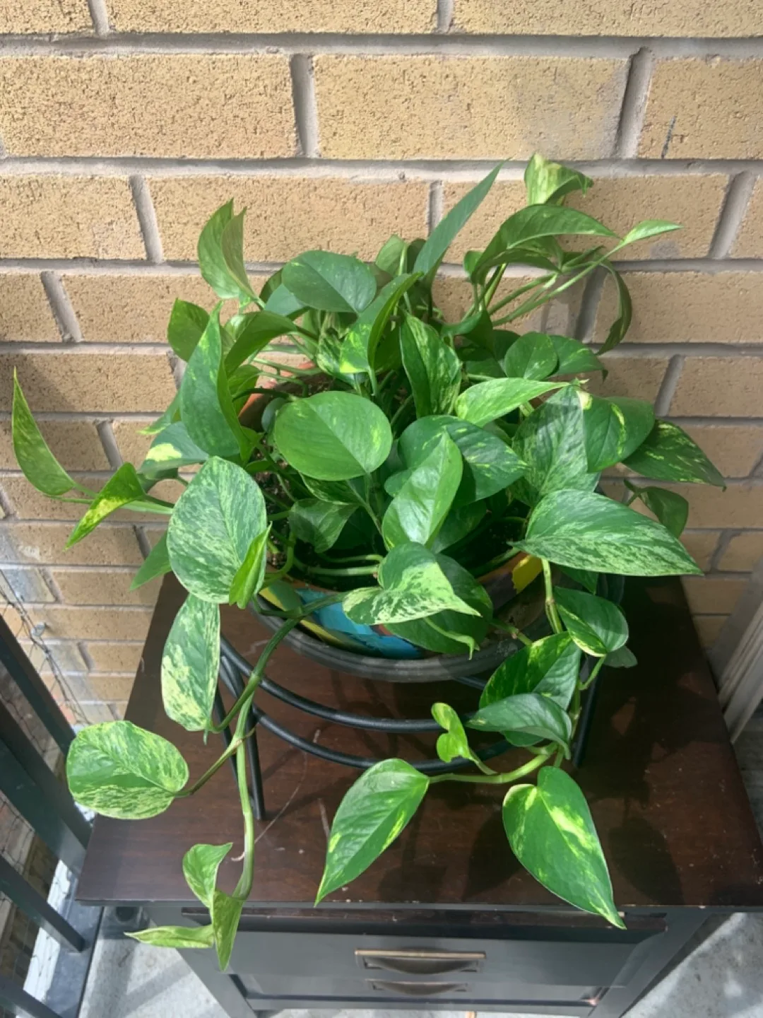 Pothos Plant in Decorative Pot thumbnail