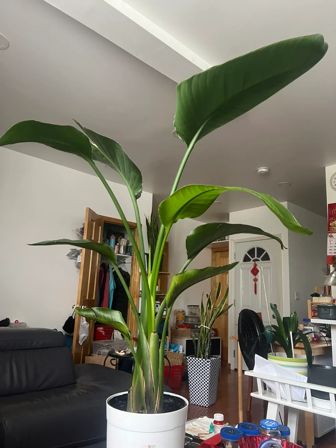 Bird of Paradise plant thumbnail
