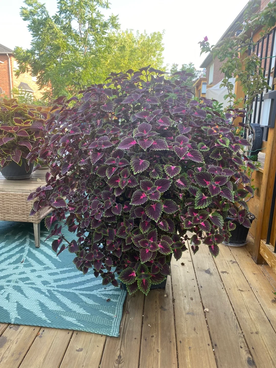 Huge Coleus Plant in Pot thumbnail