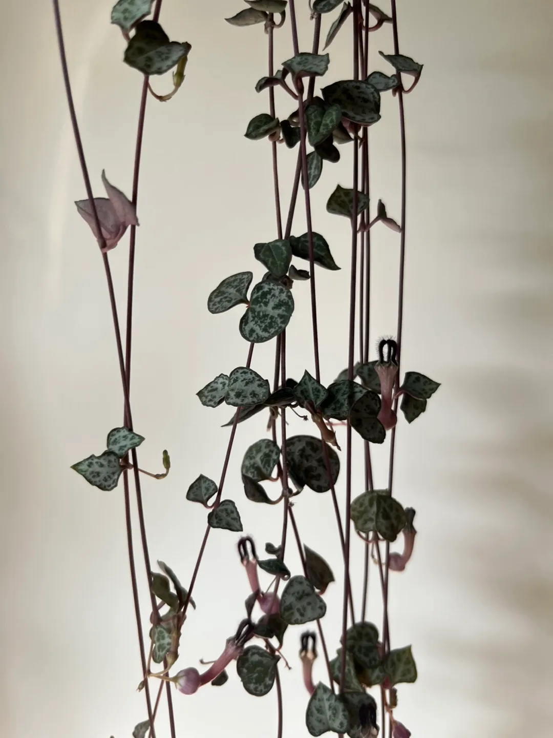 String of Hearts Plant in 4” pot image indicator(2)
