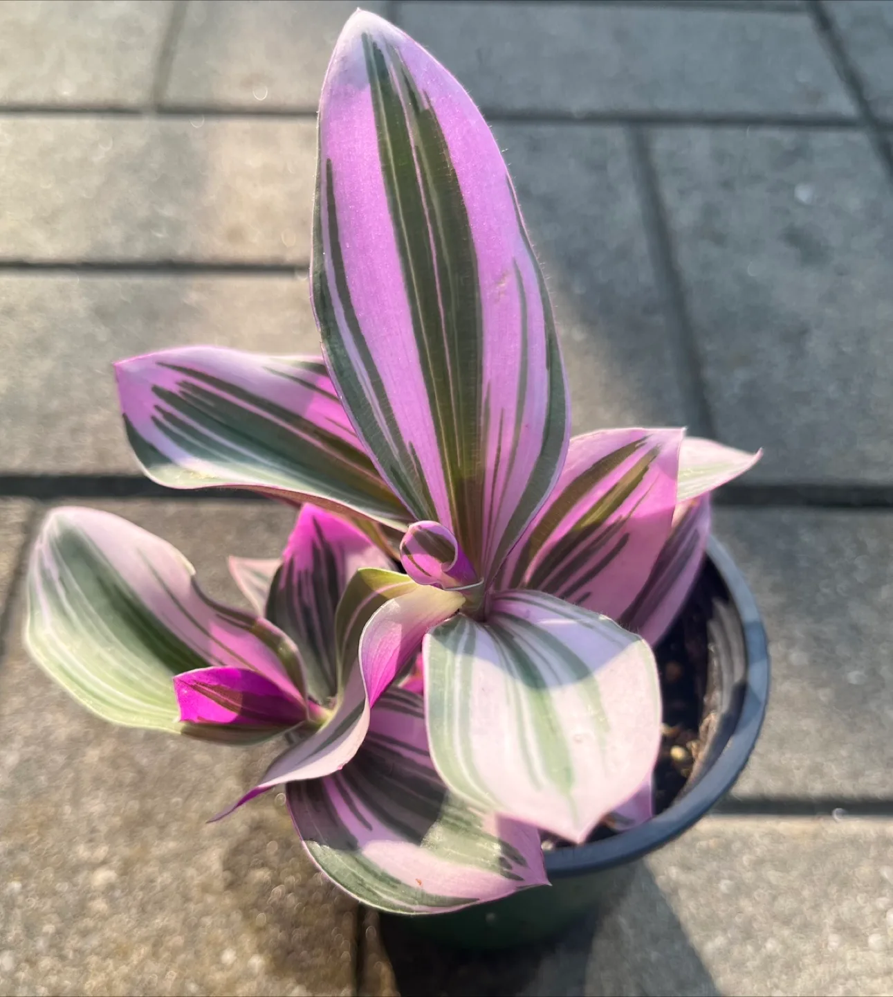 Tradescantia Nanouk Plant in Pot thumbnail