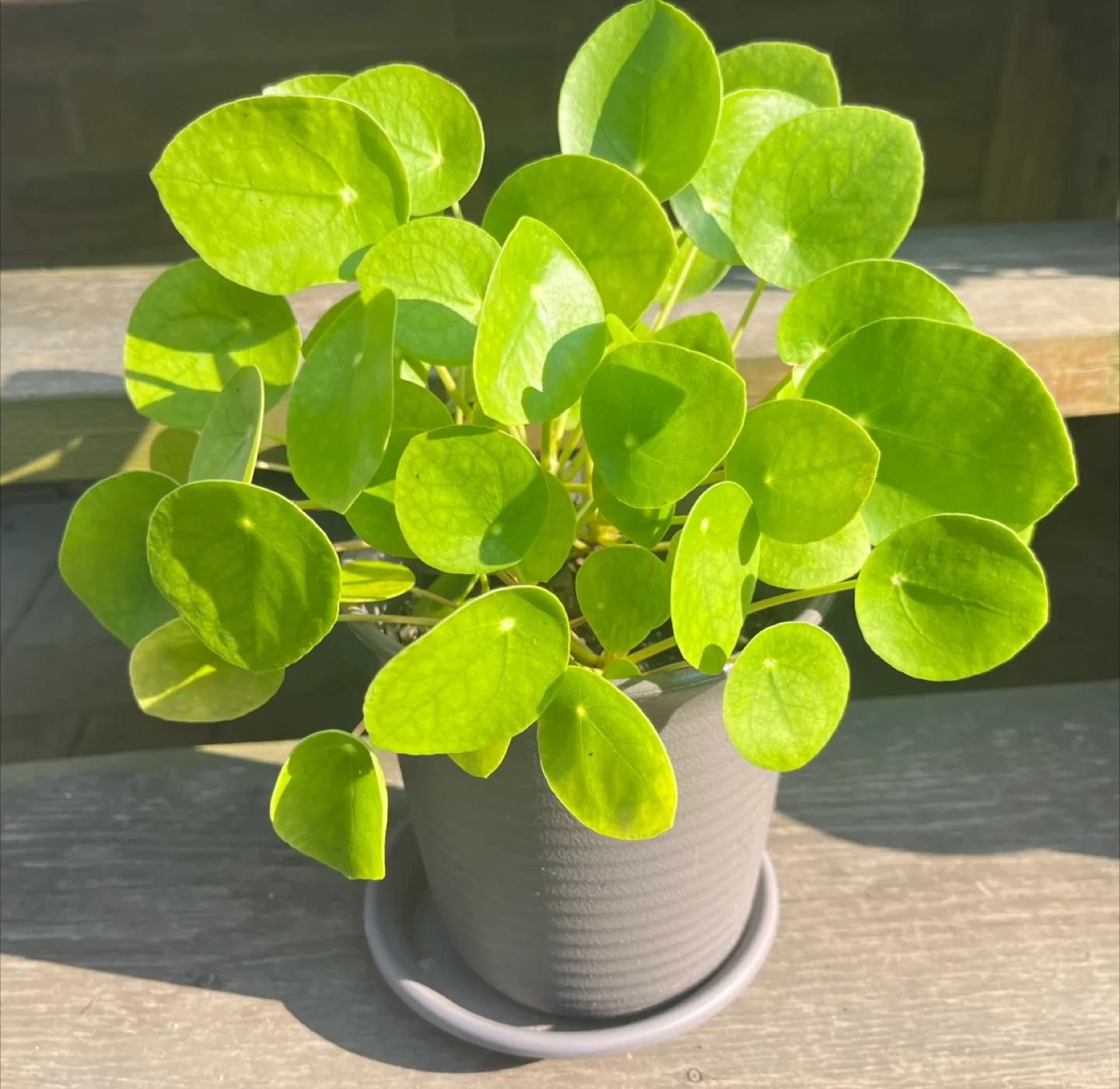 Healthy Pilea Peperomioides Plant in 6” Pot thumbnail