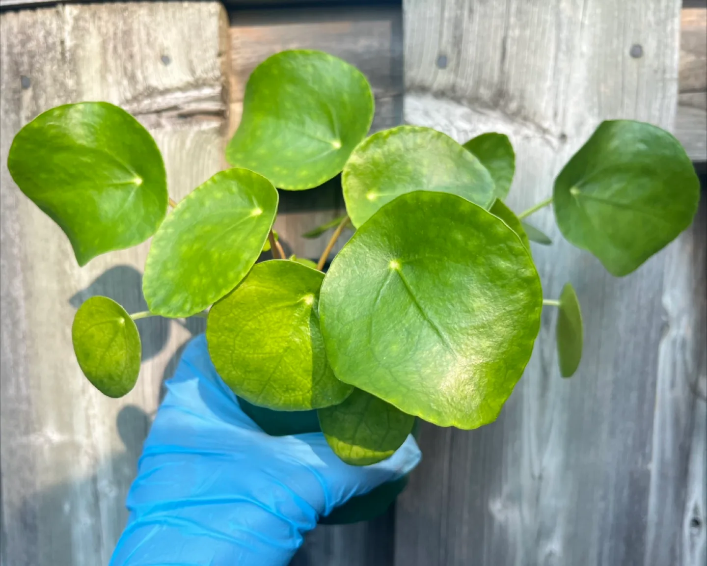 Pilea Peperomioides (Chinese Money Plant) in 4” pot thumbnail