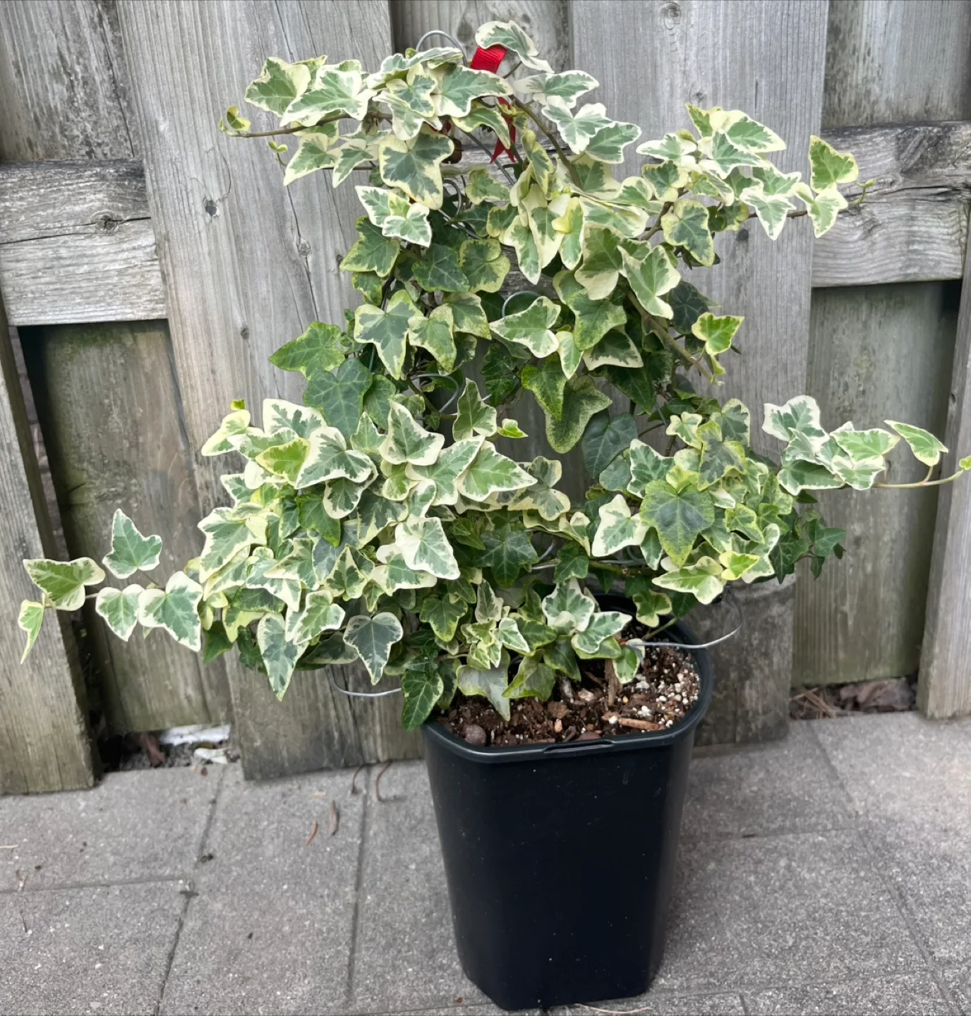 Variegated Ivy Plant in 6” pot thumbnail