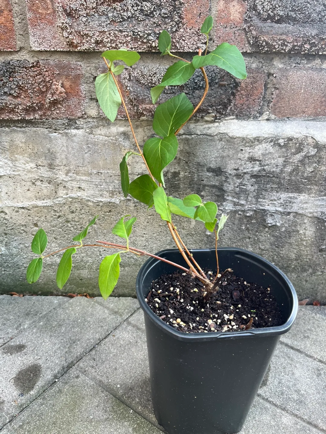 Perennial Honeysuckle plant(yellow and white) in 6” pot thumbnail