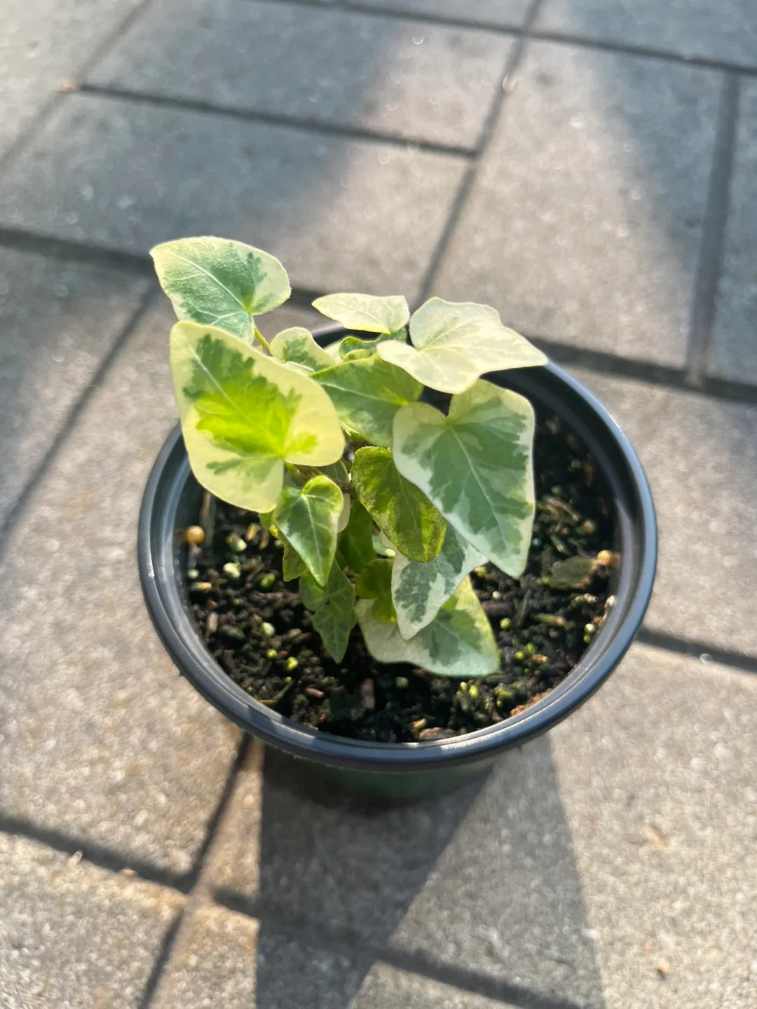 Variegated English Ivy Plant thumbnail