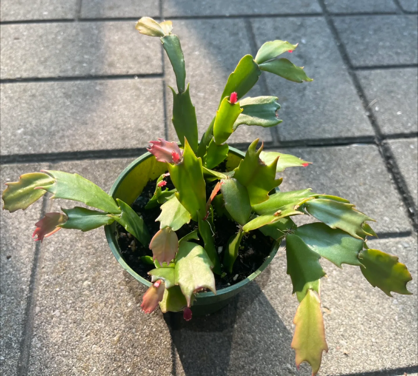 Christmas Cactus Plant in 4” pot thumbnail