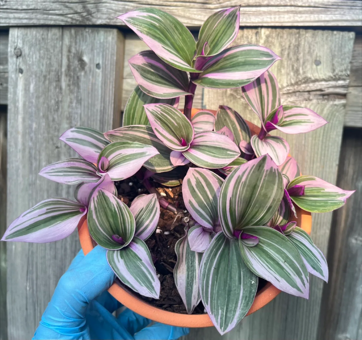 Tradescantia Nanouk Plant in 6” pot thumbnail