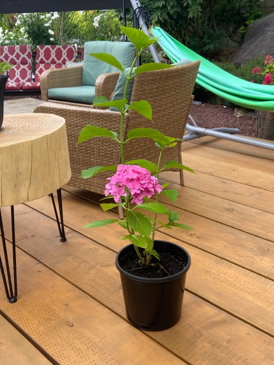 Hydrangea Plant Pink Flowers thumbnail