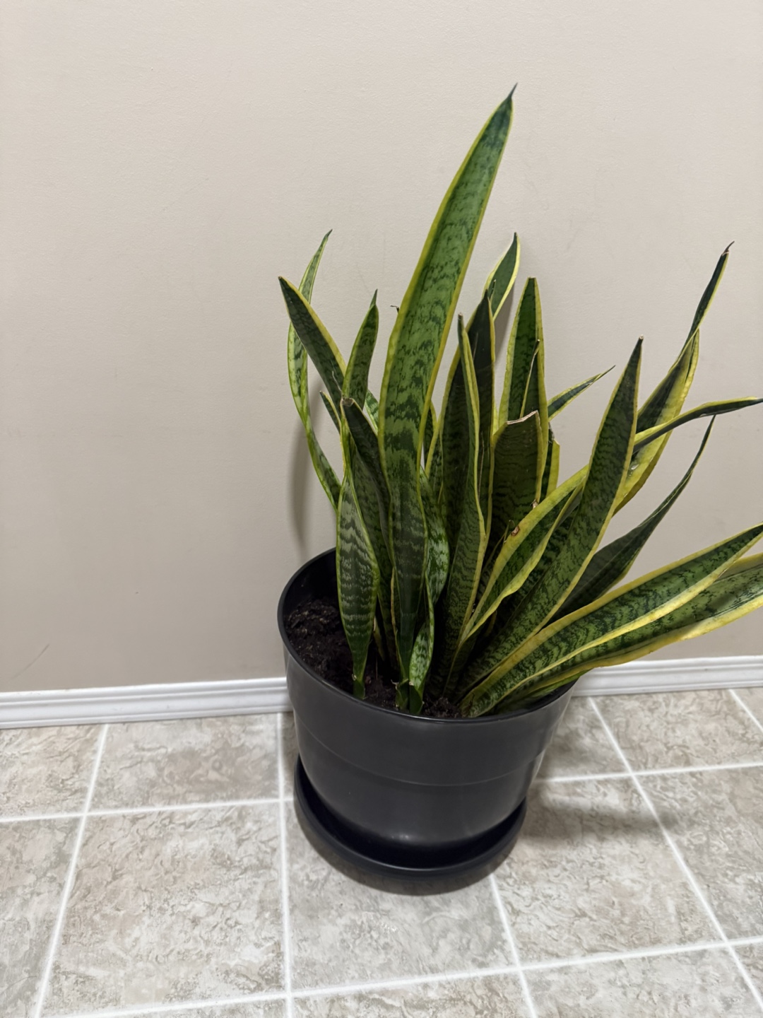 House Plants - photo 2