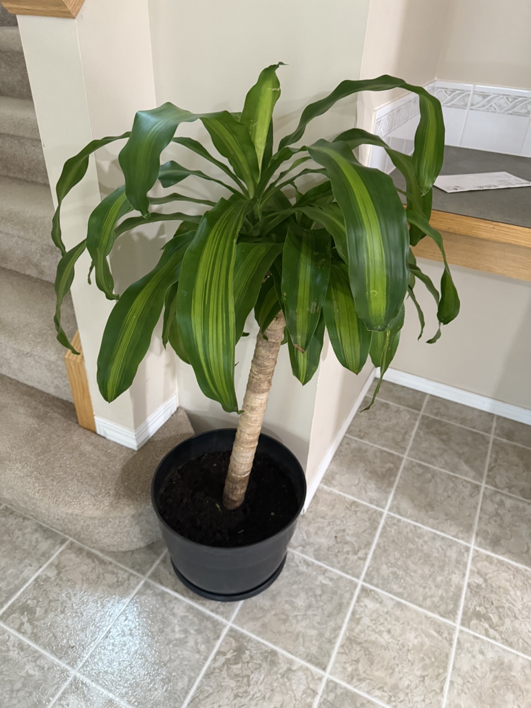 House Plants