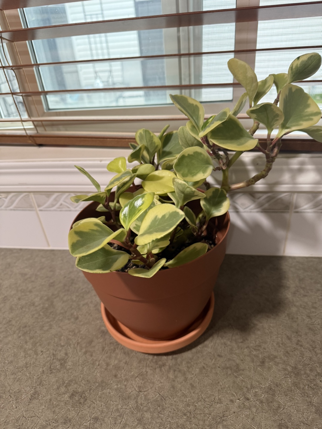 House Plants - photo 3