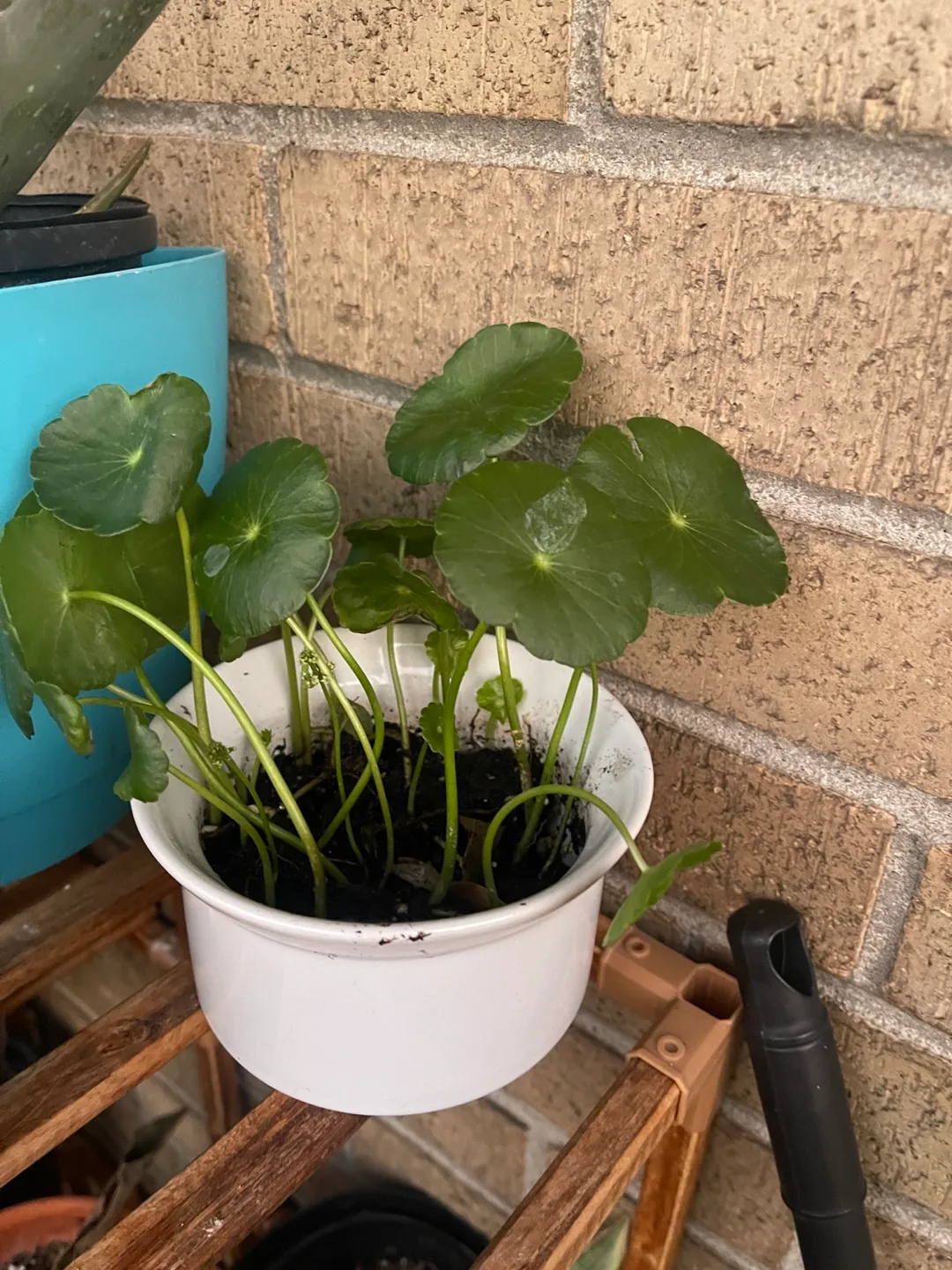 Pennywort  🇨🇦 thumbnail
