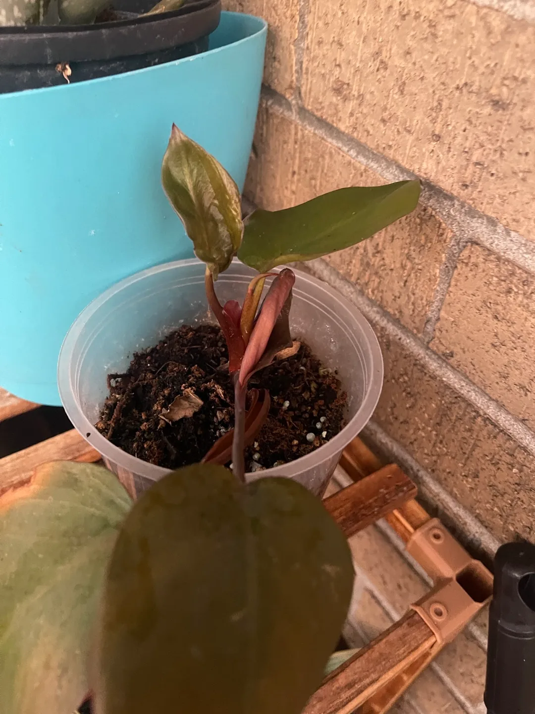 Pink Princess Philodendron Plant 🇨🇦 thumbnail