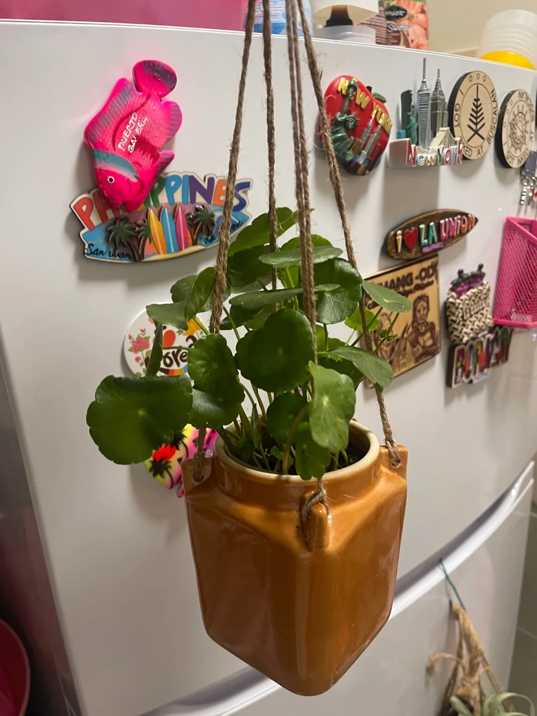 Pennywort in Hanging planter thumbnail