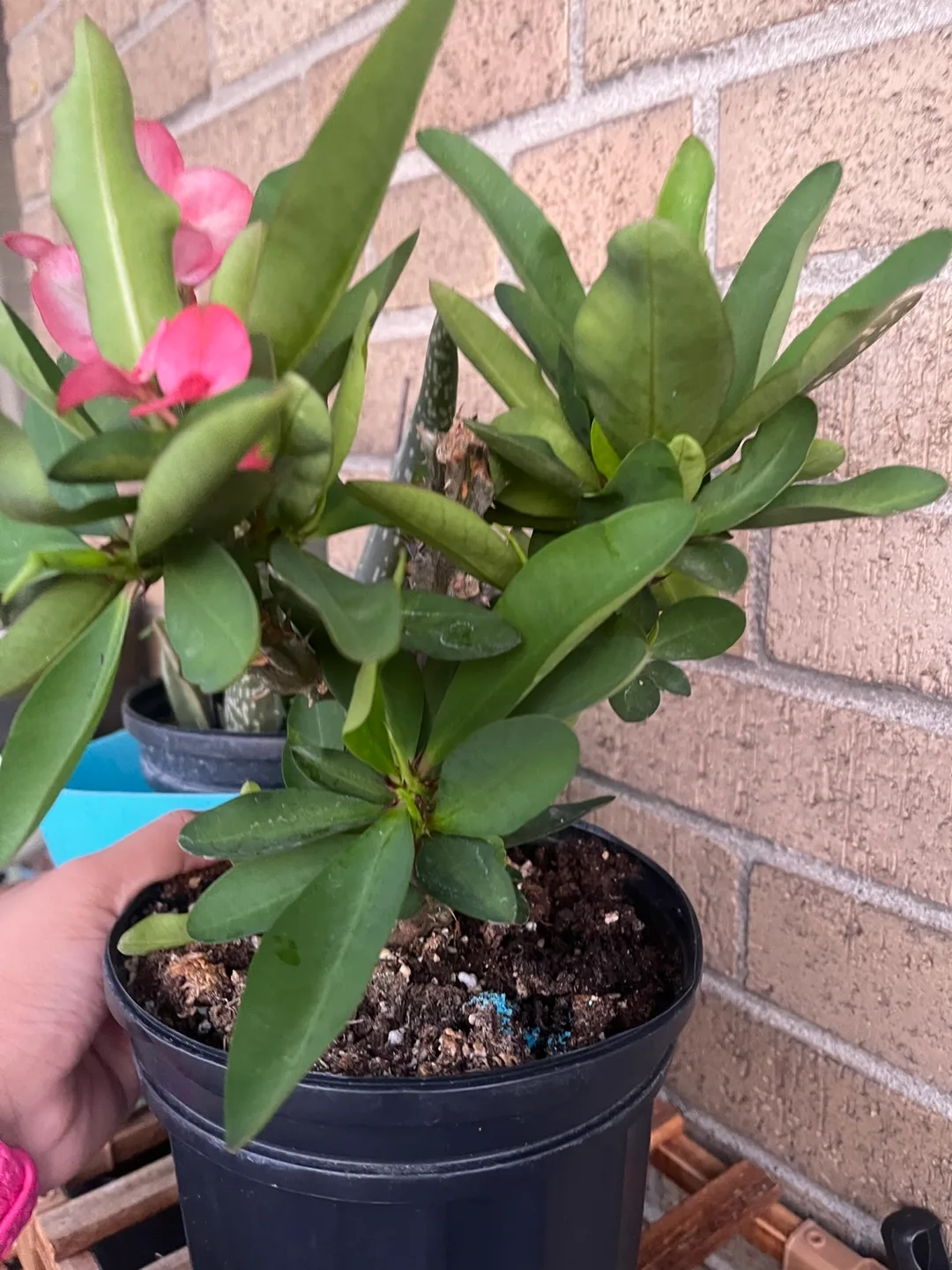 Potted Crown of Thorns Plant 🇨🇦 thumbnail