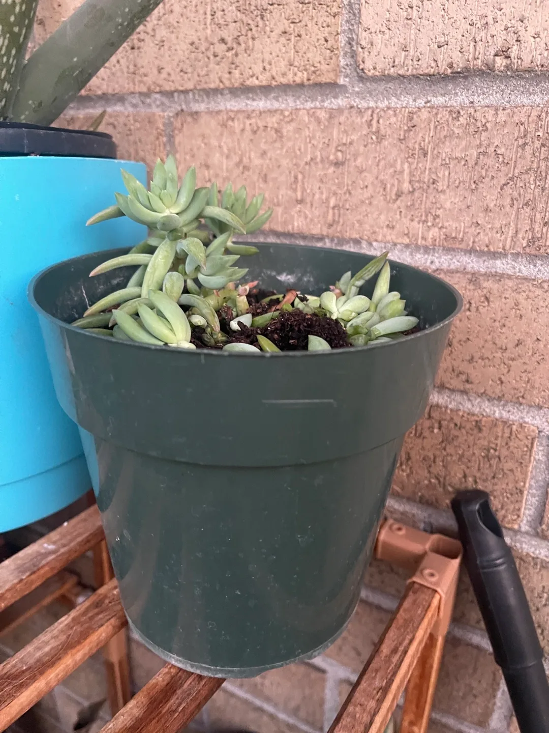 Succulent pot thumbnail