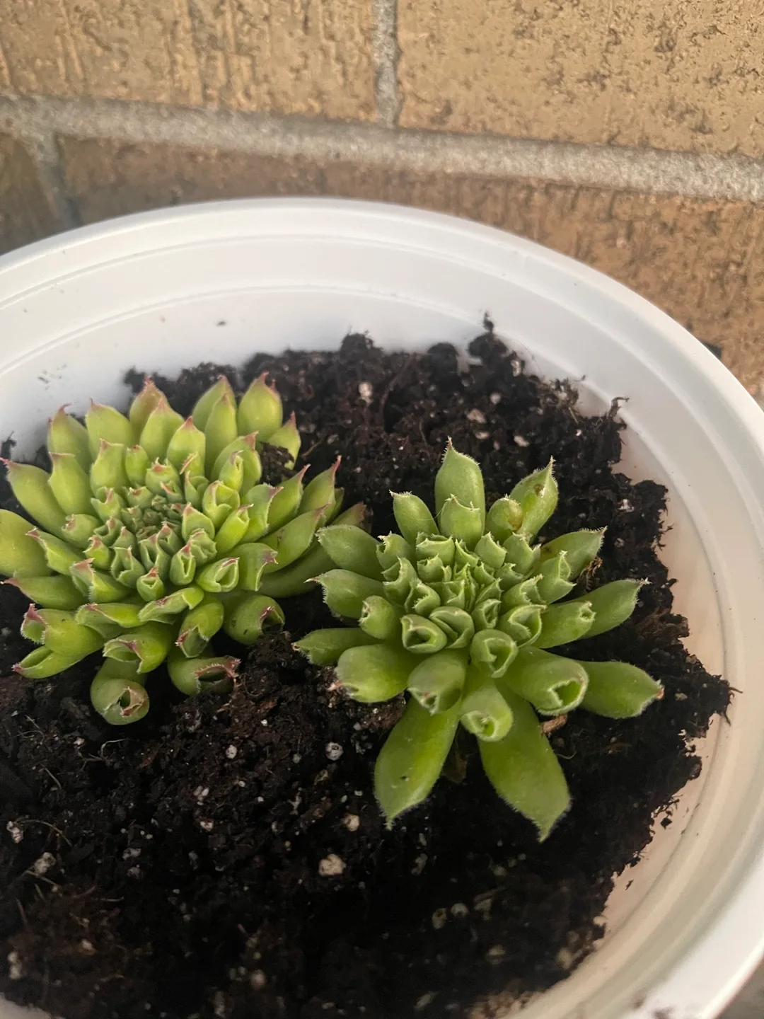 Potted Hens and Chicks Succulents 🇨🇦 thumbnail