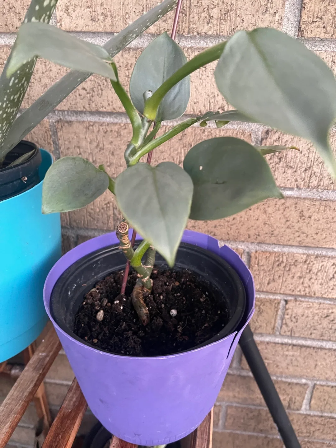 Potted Silver Sword Philodendron 🇨🇦 thumbnail