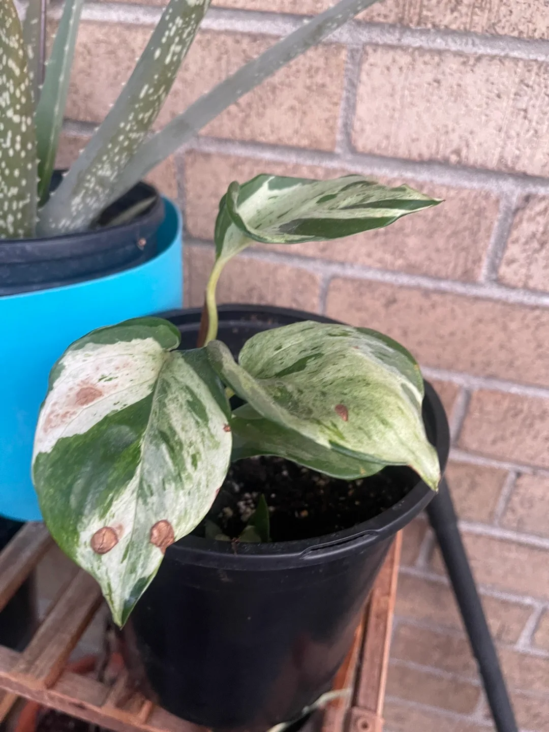 Potted Manjula Pothos Plant 🇨🇦 thumbnail