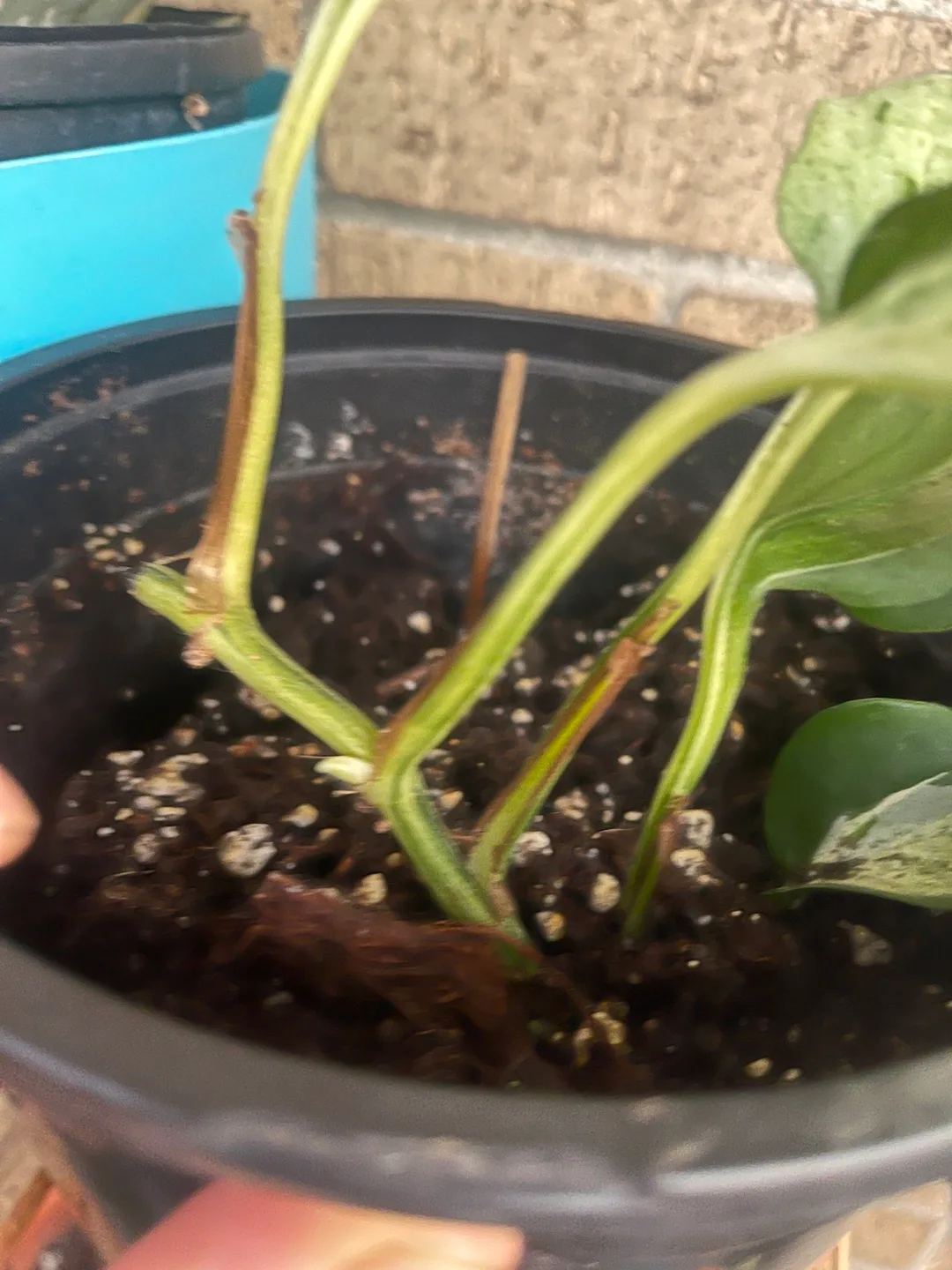 Potted Manjula Pothos Plant 🇨🇦 image indicator(2)