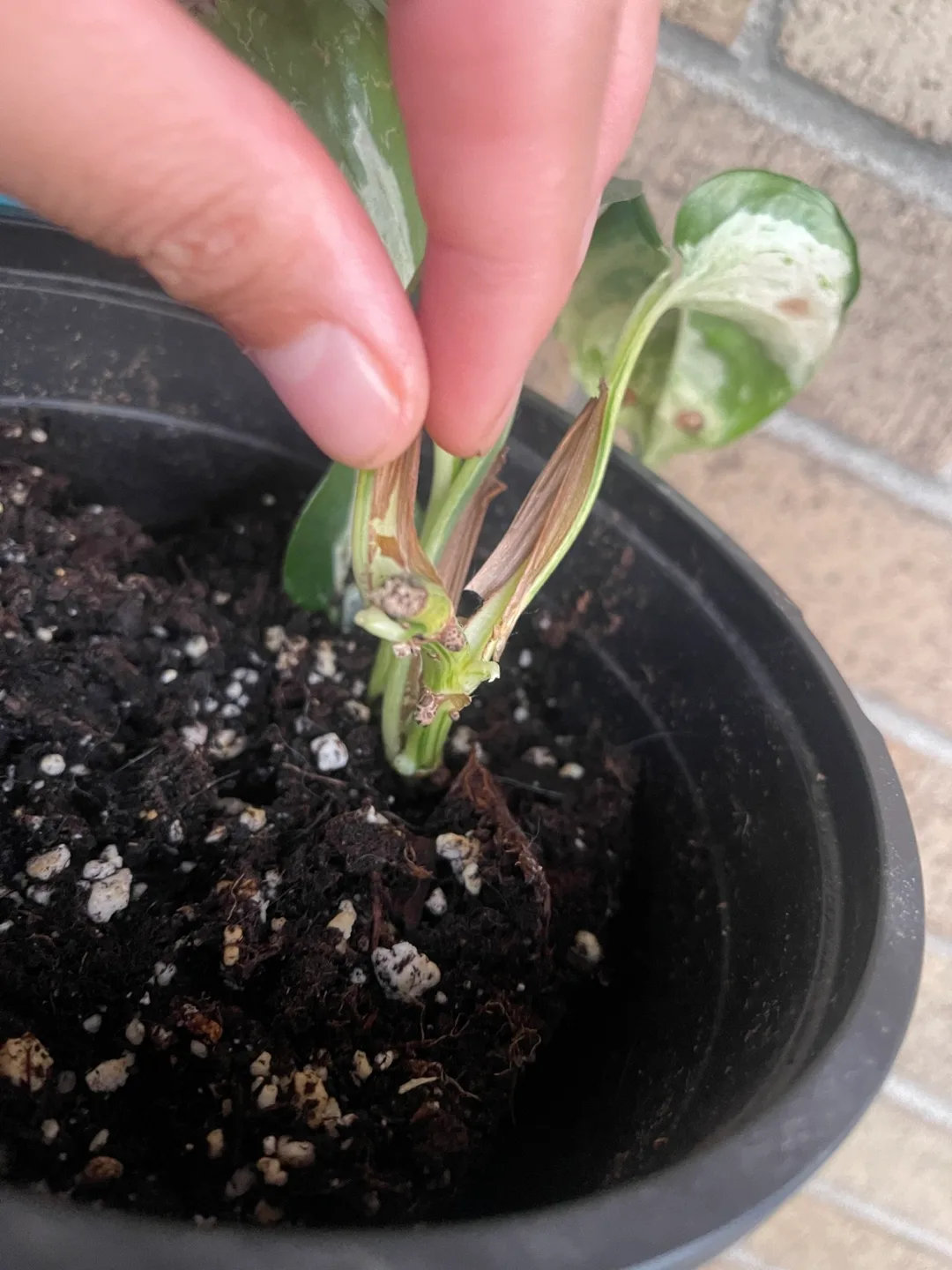 Potted Manjula Pothos Plant 🇨🇦 image indicator(3)