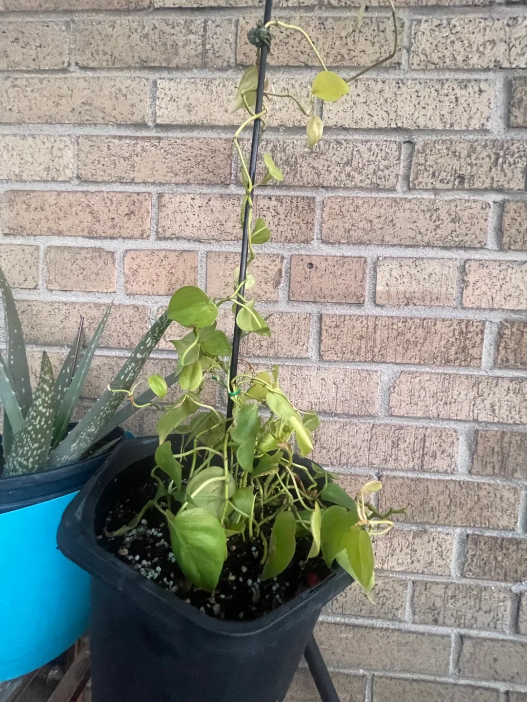 Philodendron Hederaceum Lemon lime thumbnail
