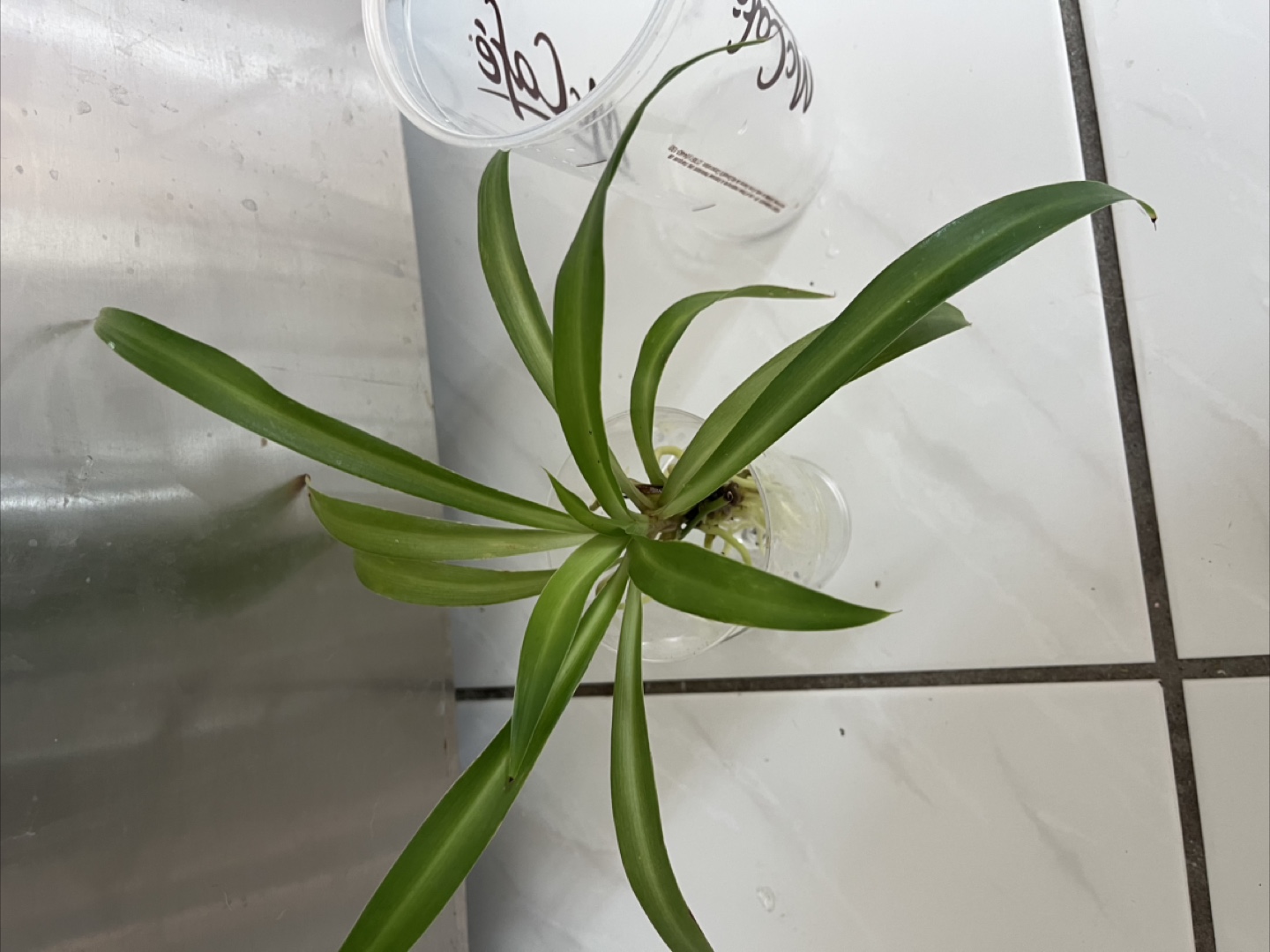 Spider Plant - photo 3