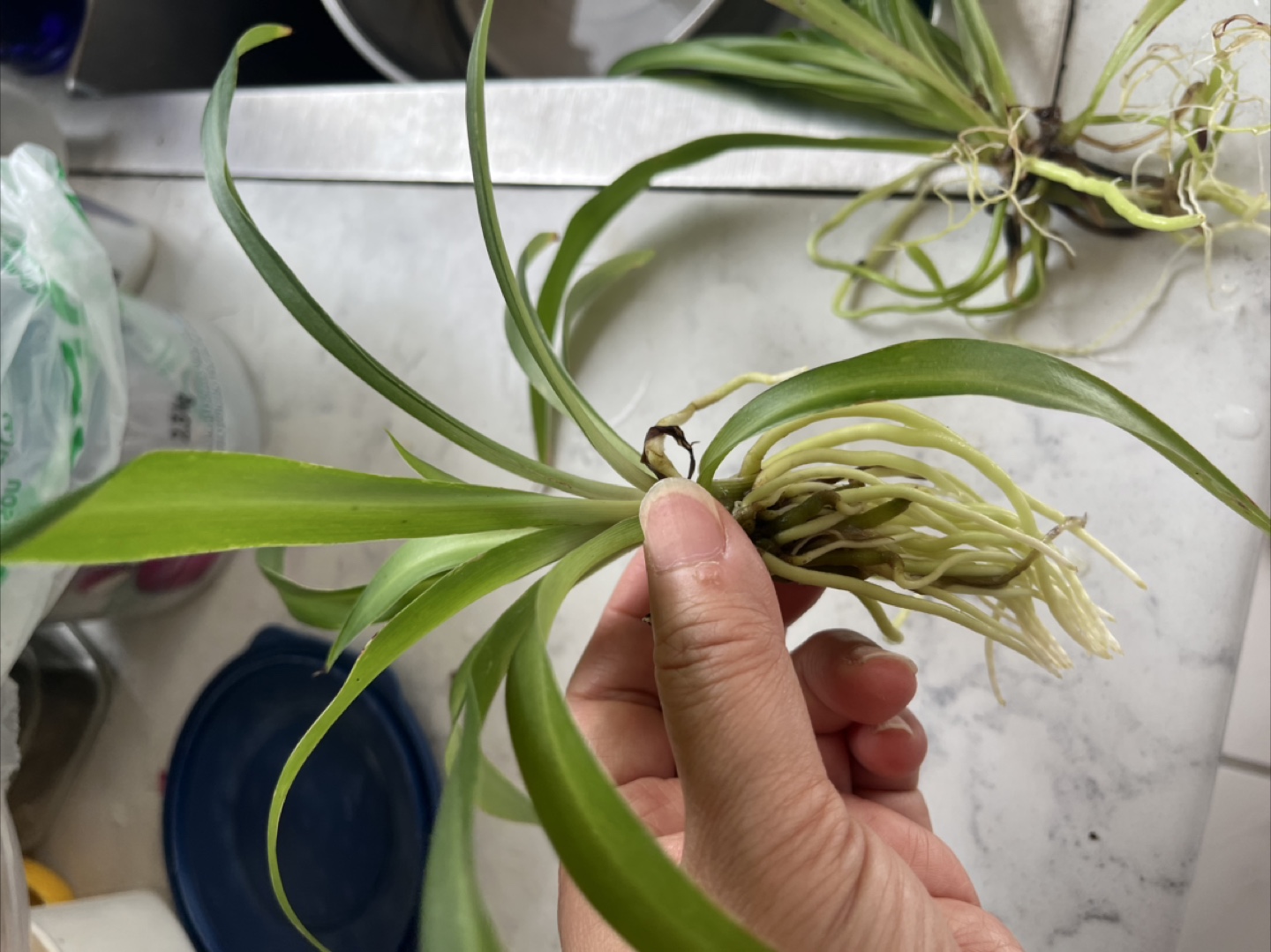 Spider Plant