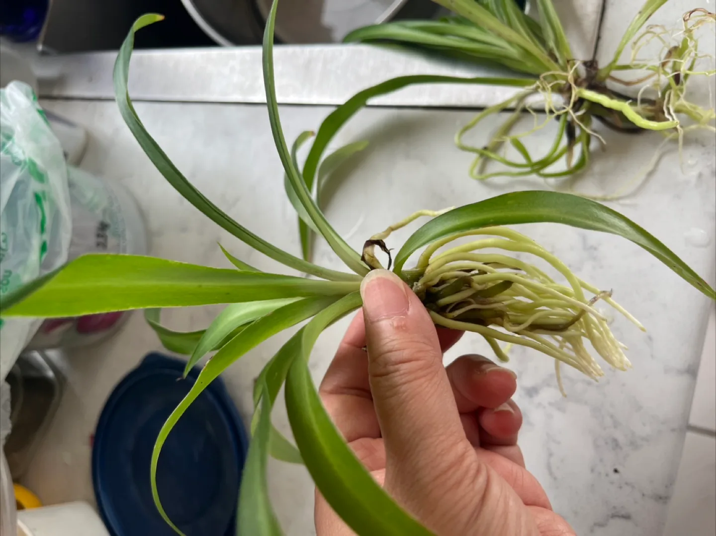 Spider Plant thumbnail