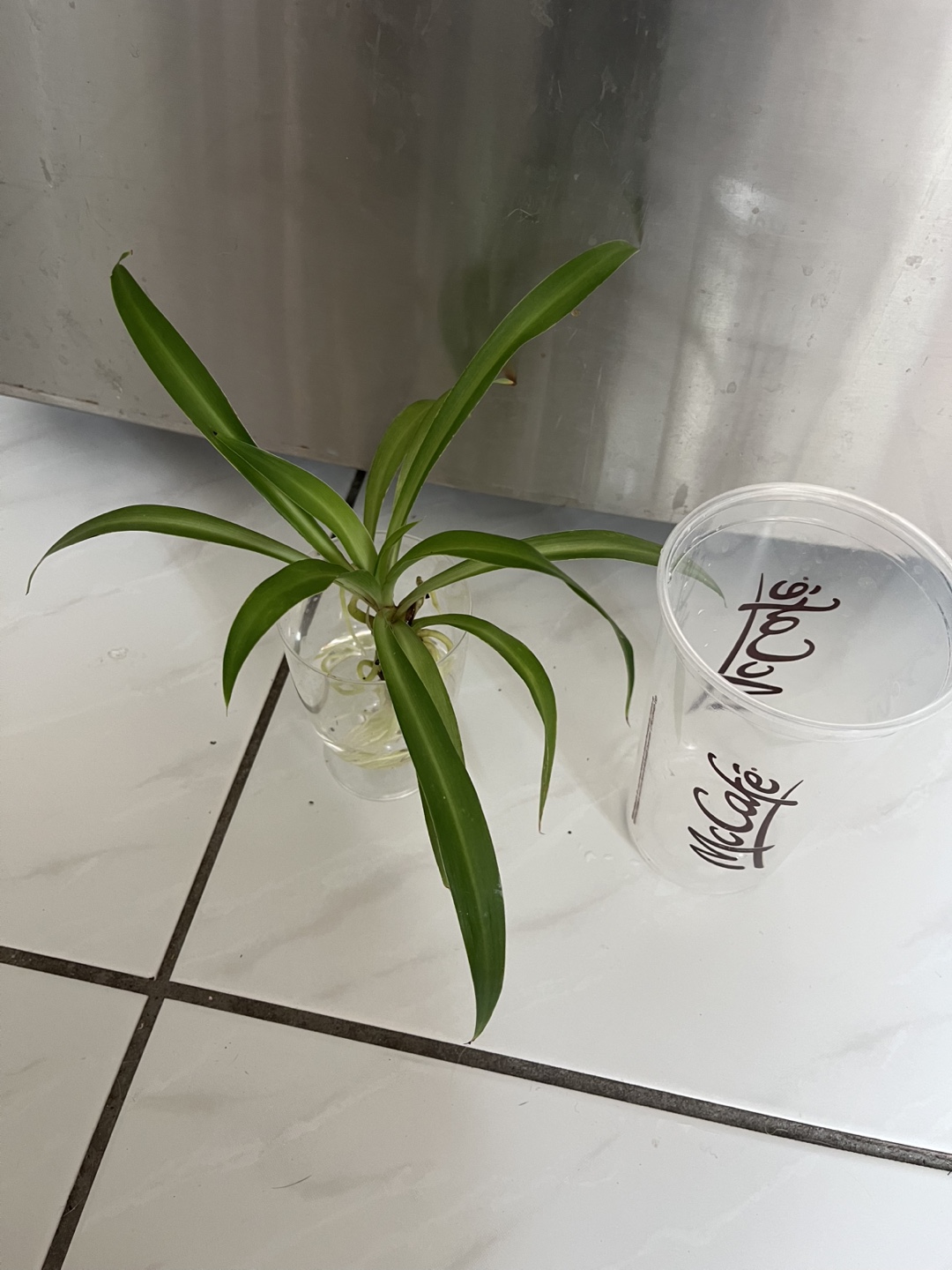 Spider Plant - photo 2