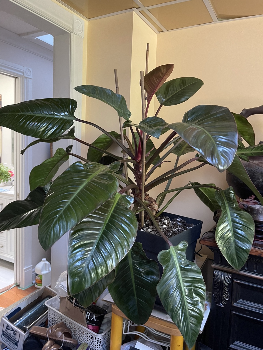 Philodendron Plant