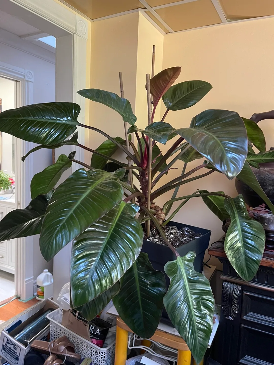 Philodendron Plant