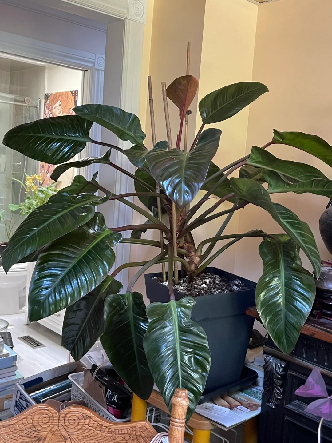 Philodendron Plant image indicator(2)