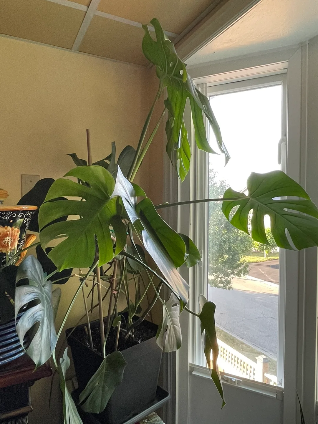Monstera Plant