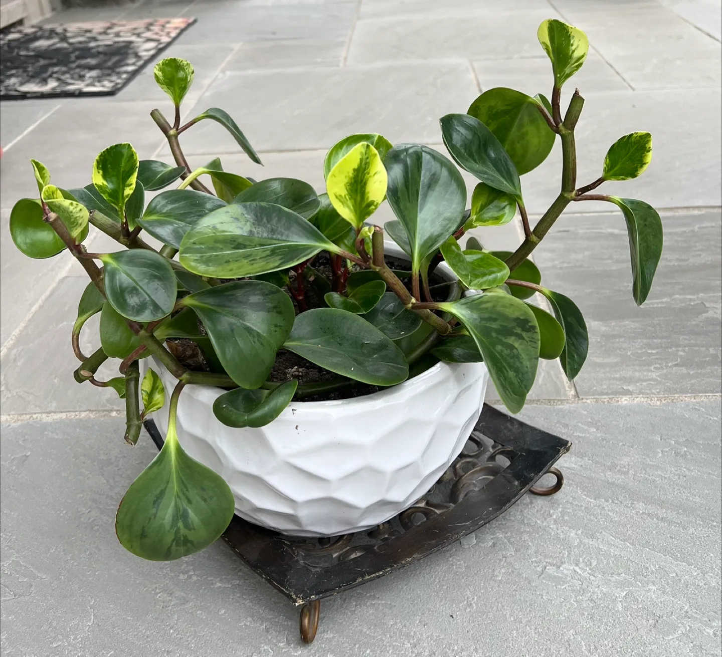 Peperomia Obtusifolia Plant image indicator(2)