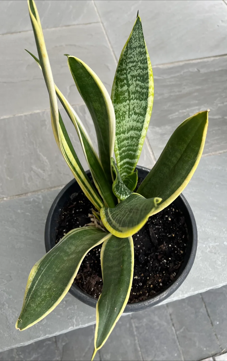 Snake Plant in Black Pot image indicator(2)