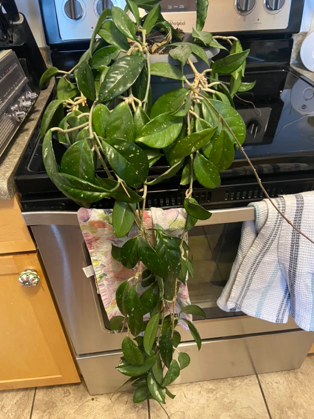 Hoya Plant thumbnail