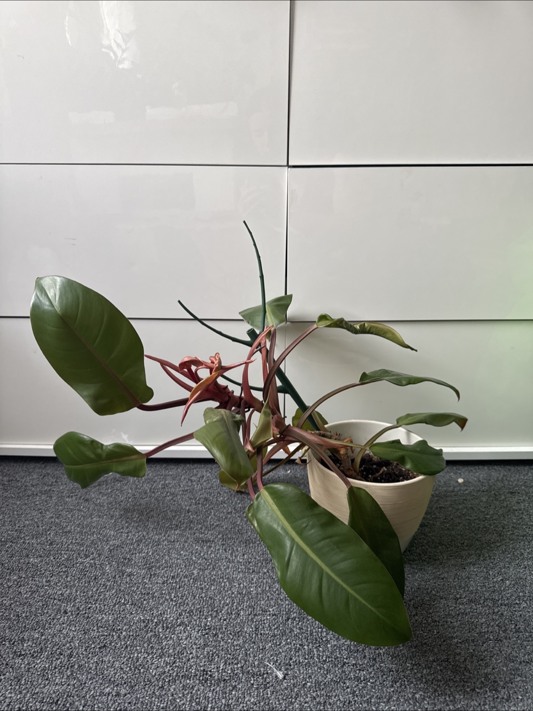 Price of Orange Philodendron