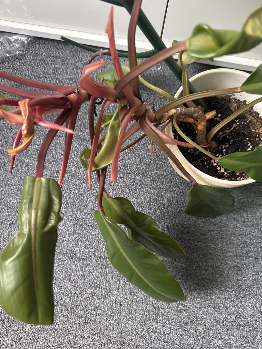 Price of Orange Philodendron - photo 2