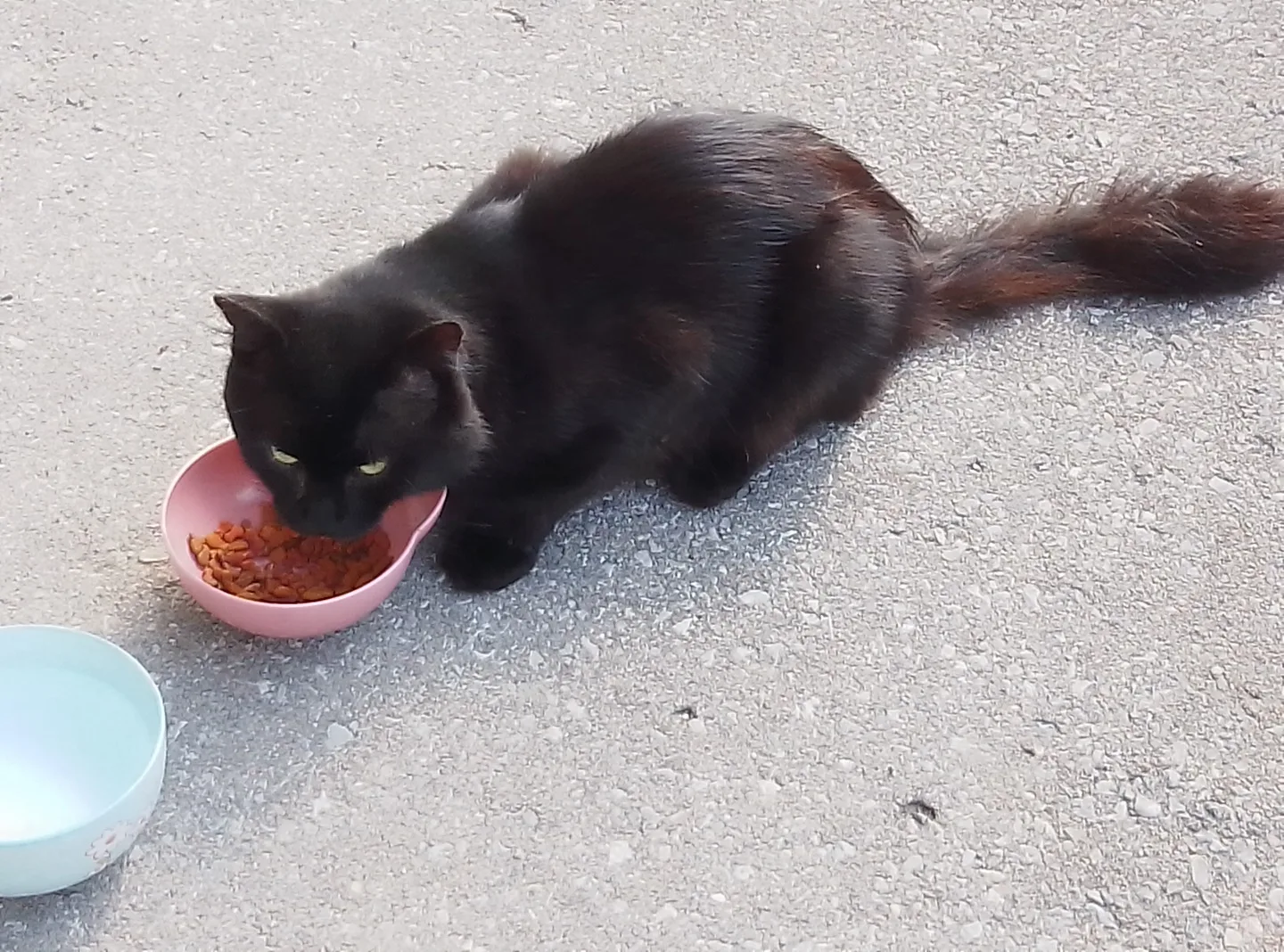 Is this your cat? thumbnail