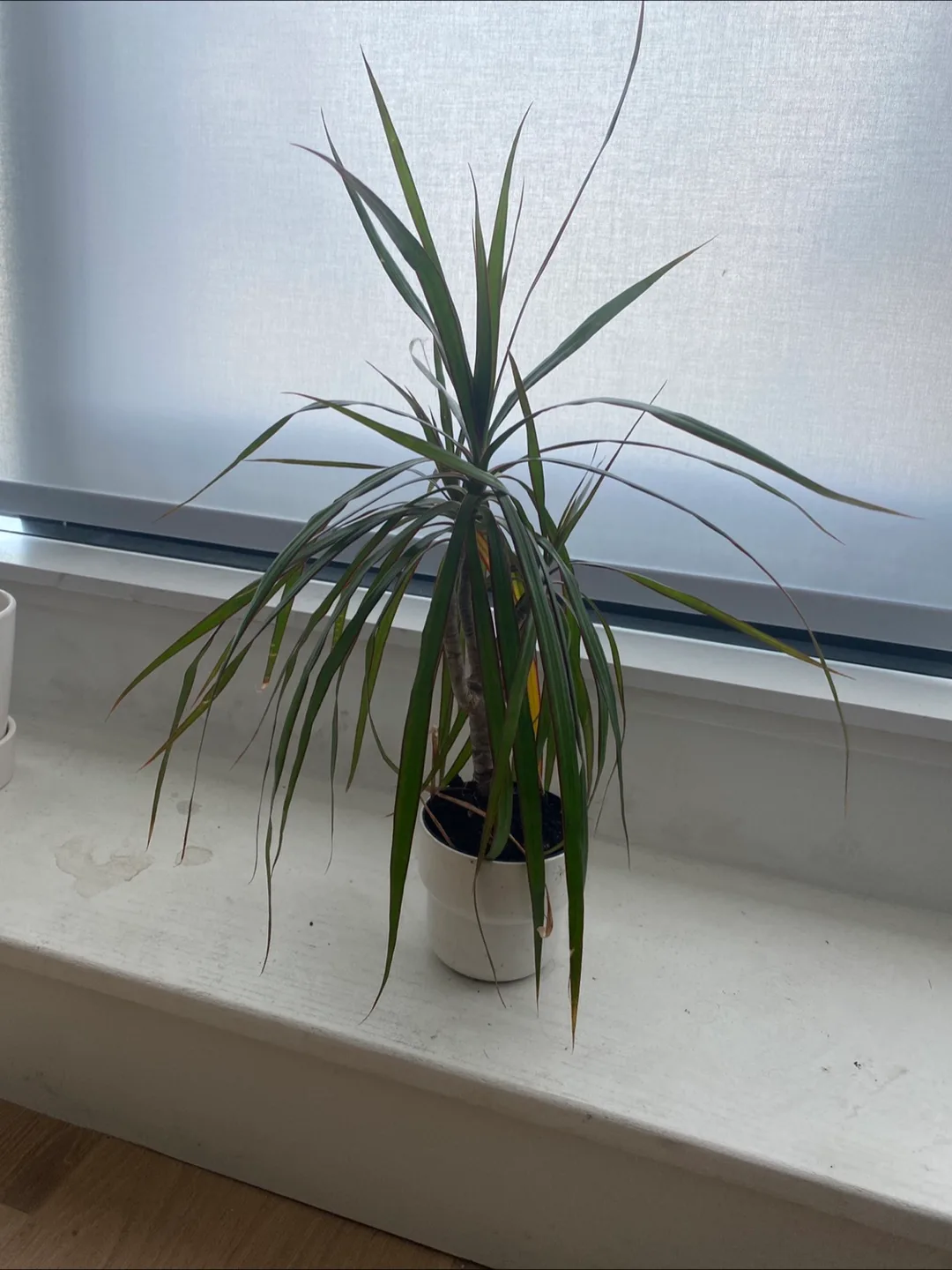 Free plant - Dracaena thumbnail