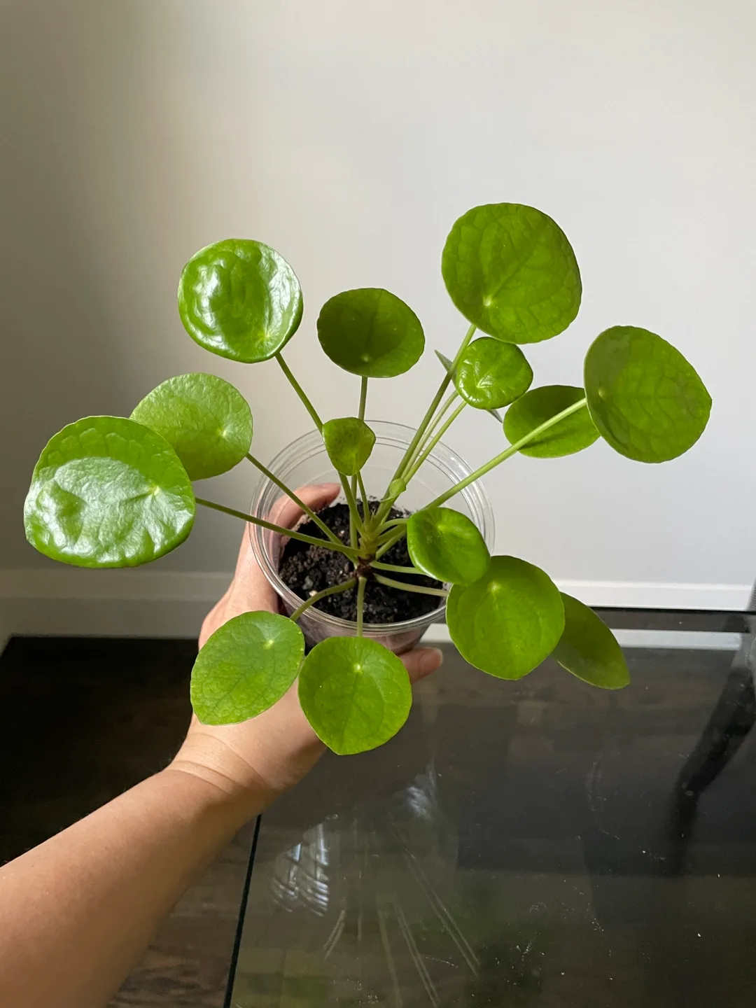 Pilea peperomioides - Chinese Money Plant thumbnail