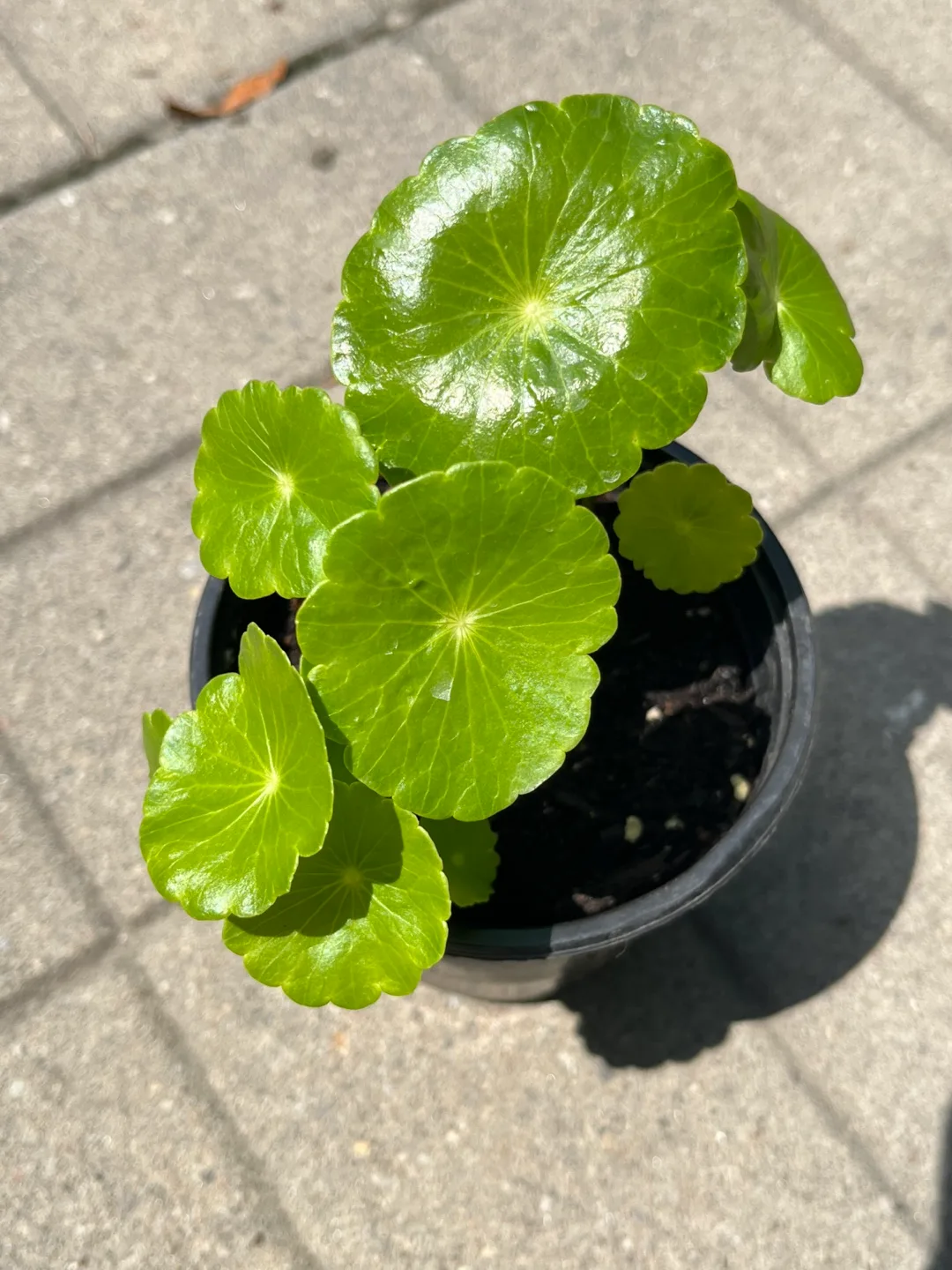 Marsh Pennywort/Chinese money plant thumbnail