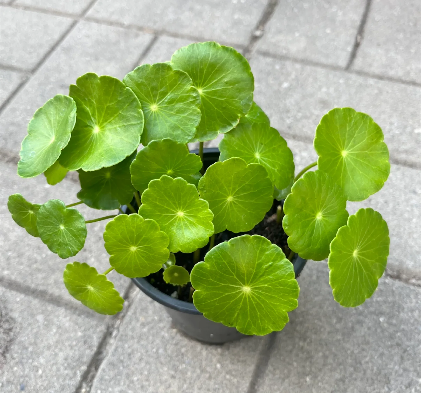 Marsh Pennywort/Chinese money plant thumbnail