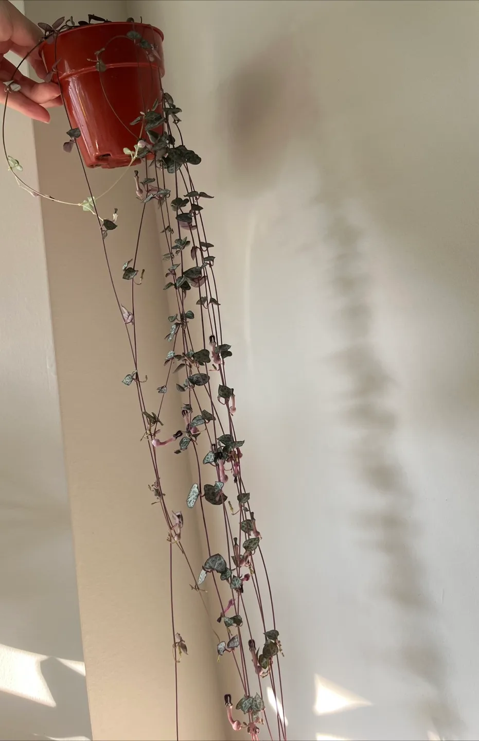 String of Hearts Plant thumbnail